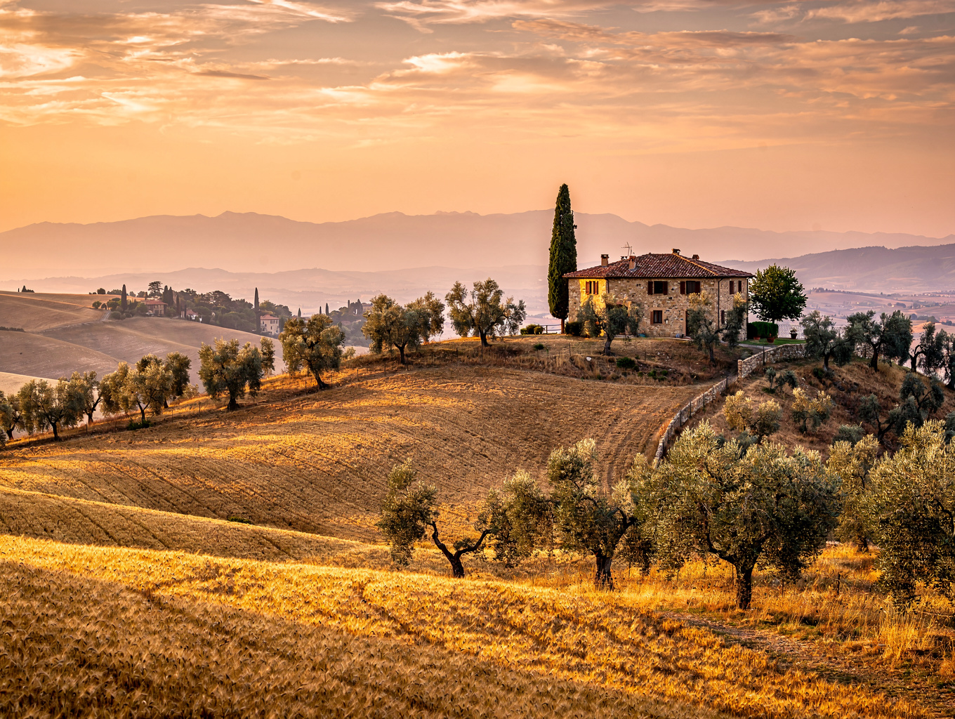 Golden rolling hills and silver olive groves of the Val d'Orcia between Pienza and Montepulciano